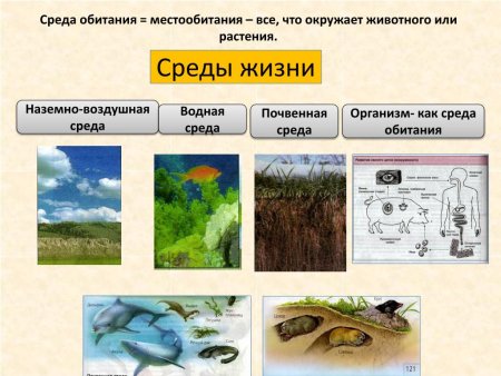 Среда обитания водная наземно-воздушная почвенная организменная