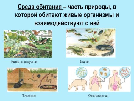 Среды обитания организмов