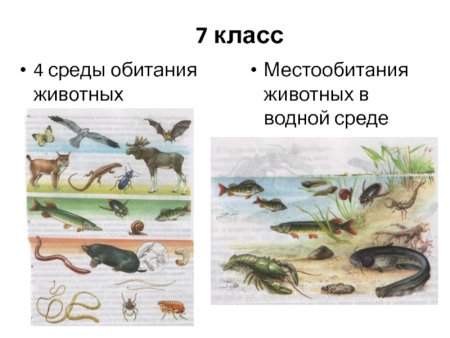 Жизнь животных в водной среде