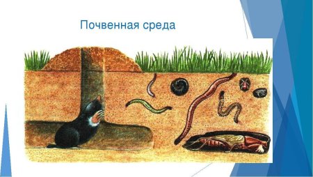 Организмы почвенной среды обитания