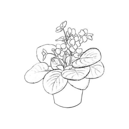 Узамбарская фиалка раскраска