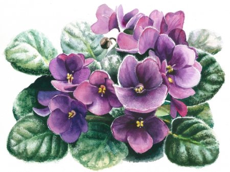 Узамбарская фиалка акварелью