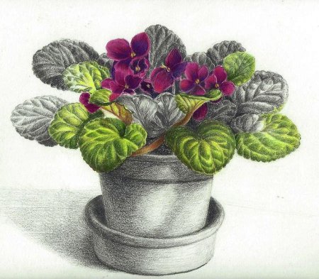 Фиалка узамбарская рис