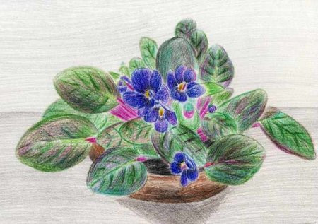 Фиалка узамбарская рисунок