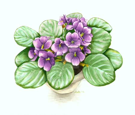 Фиалка узамбарская рисунок