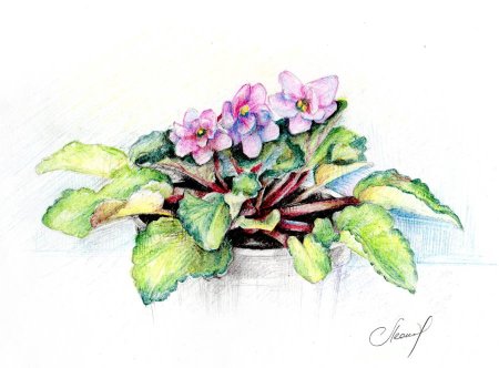 Фиалка узамбарская рисунок