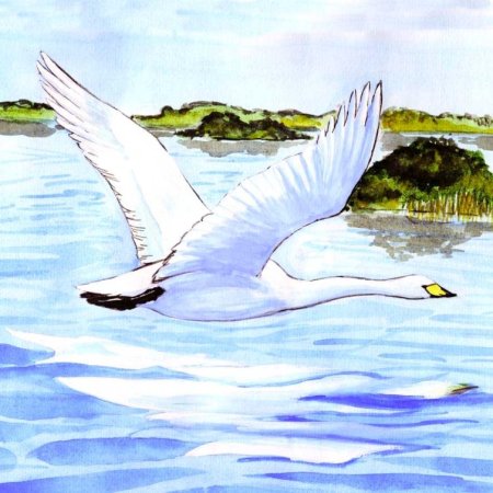 Летающий лебедь рисунок