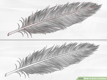 Перо птицы для рисования