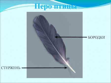 Перья птиц с названиями