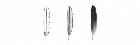 Зарисуйте перья птиц