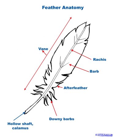Зарисуйте перья птиц которые вы рассмотрели