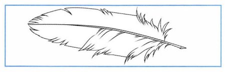 Перо голубя рисунок