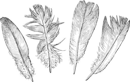 Поэтапное рисование пера