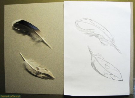 Перо рисунок поэтапно