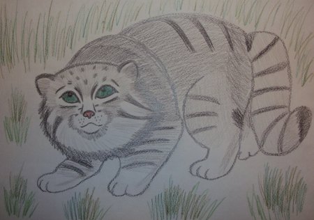 Кот Манул рисунок