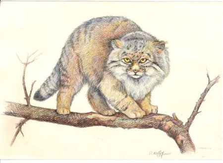 Кот Манул рисунок