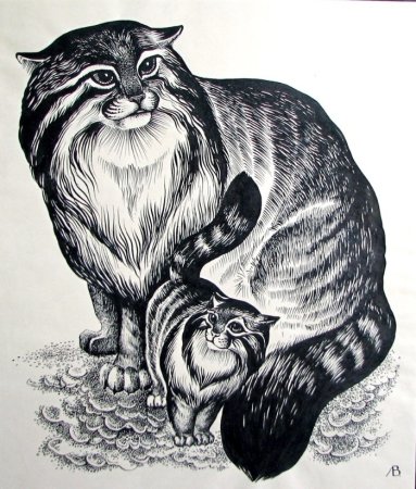 Дикий кот Манул раскраска