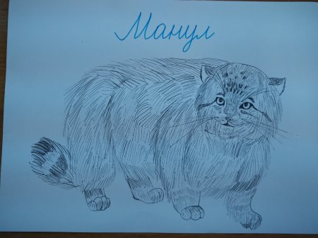 Манул для срисовки карандашом