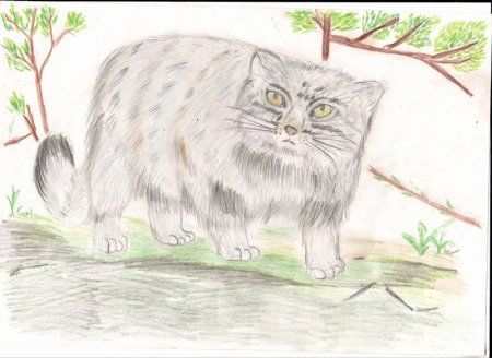 Дикий кот Манул раскраска