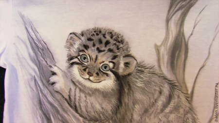 Кот Манул