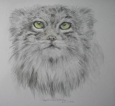 Манул палласов кот рисунок