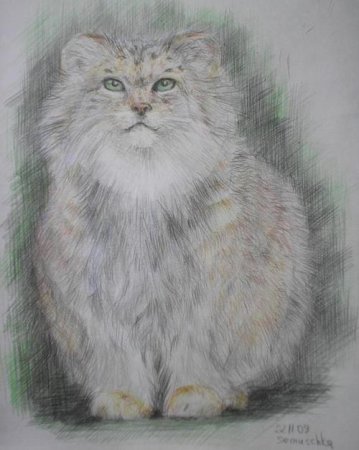 Нарисовать кота манула