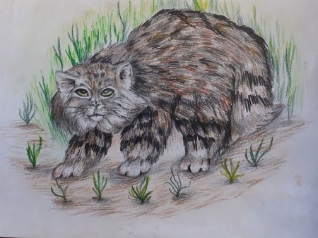 Животные карандашом Манул