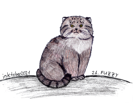 Дикий кот Манул раскраска