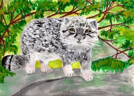 Палласов кот (Манул) нарисовать
