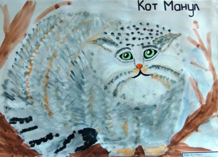 Лесной кот Манул рисунок