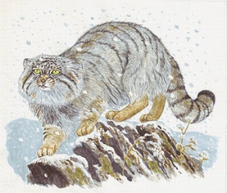 Кот Манул