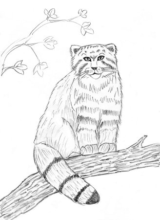 Дикий кот Манул черно белая