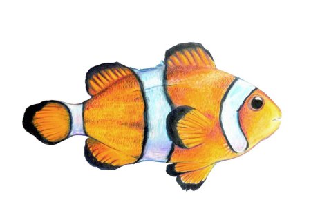 Рыба клоун рисунок