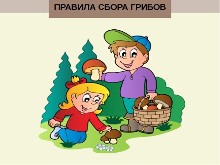 Правила сбора грибов рисунок