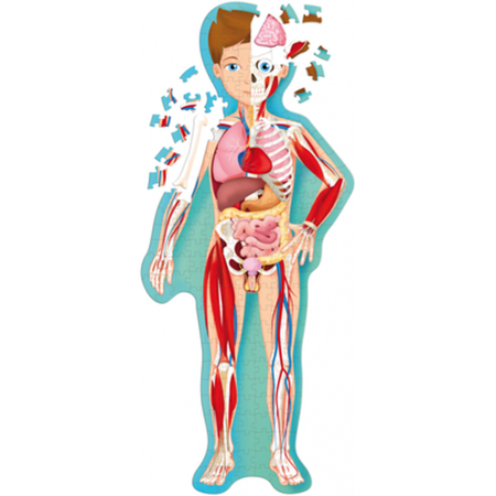 Анатомия для детей