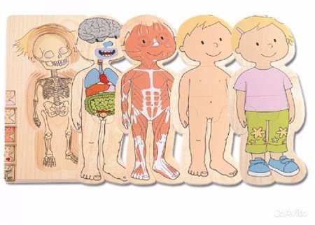 Анатомия для детей