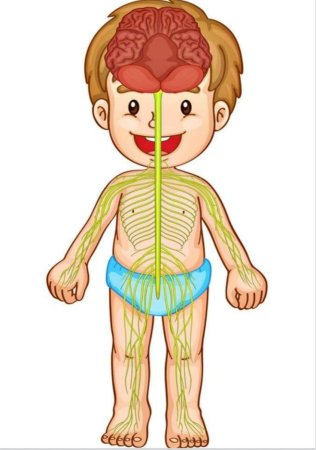 Нервная система ребенка