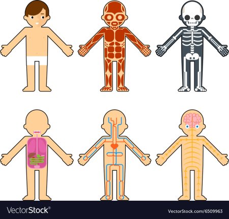 Тело человека скелет для детей