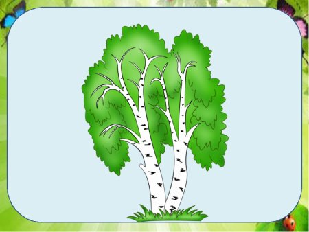 Береза рисунок