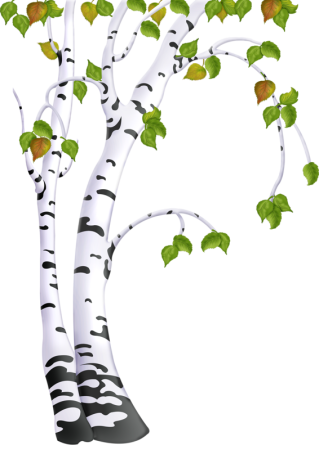 Береза на белом фоне