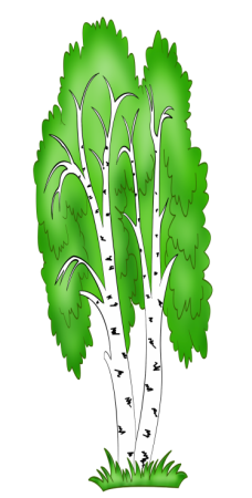 Береза для детей