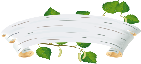 Береза на белом фоне