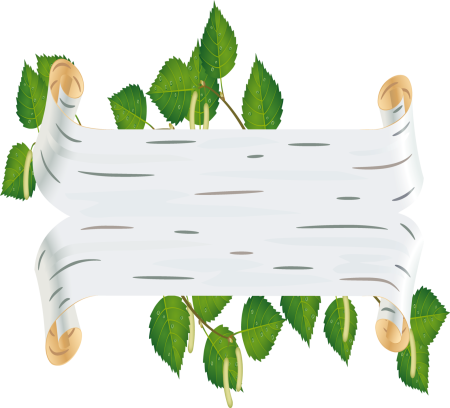 Береста кора березы