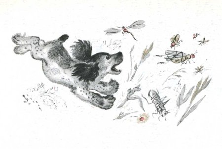 Герои рассказов Чарушина