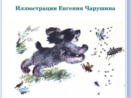 Книжная Графика Чарушин