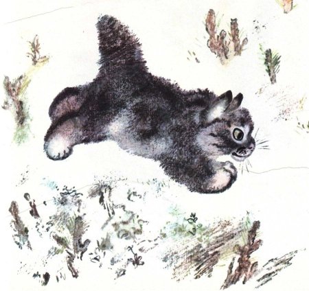 Евгений Чарушин Тюпа