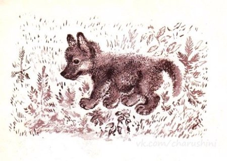 Чарушин Волчишко