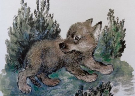 Чарушин Евгений Иванович Волчишко