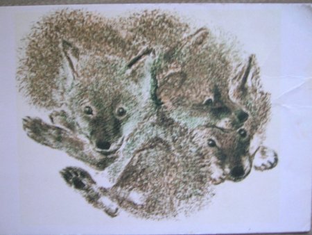 Евгений Чарушин зверята