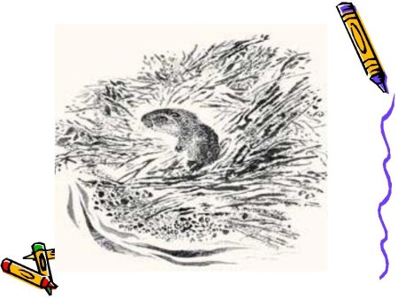 Евгений Иванович Чарушин страшный рассказ обложка